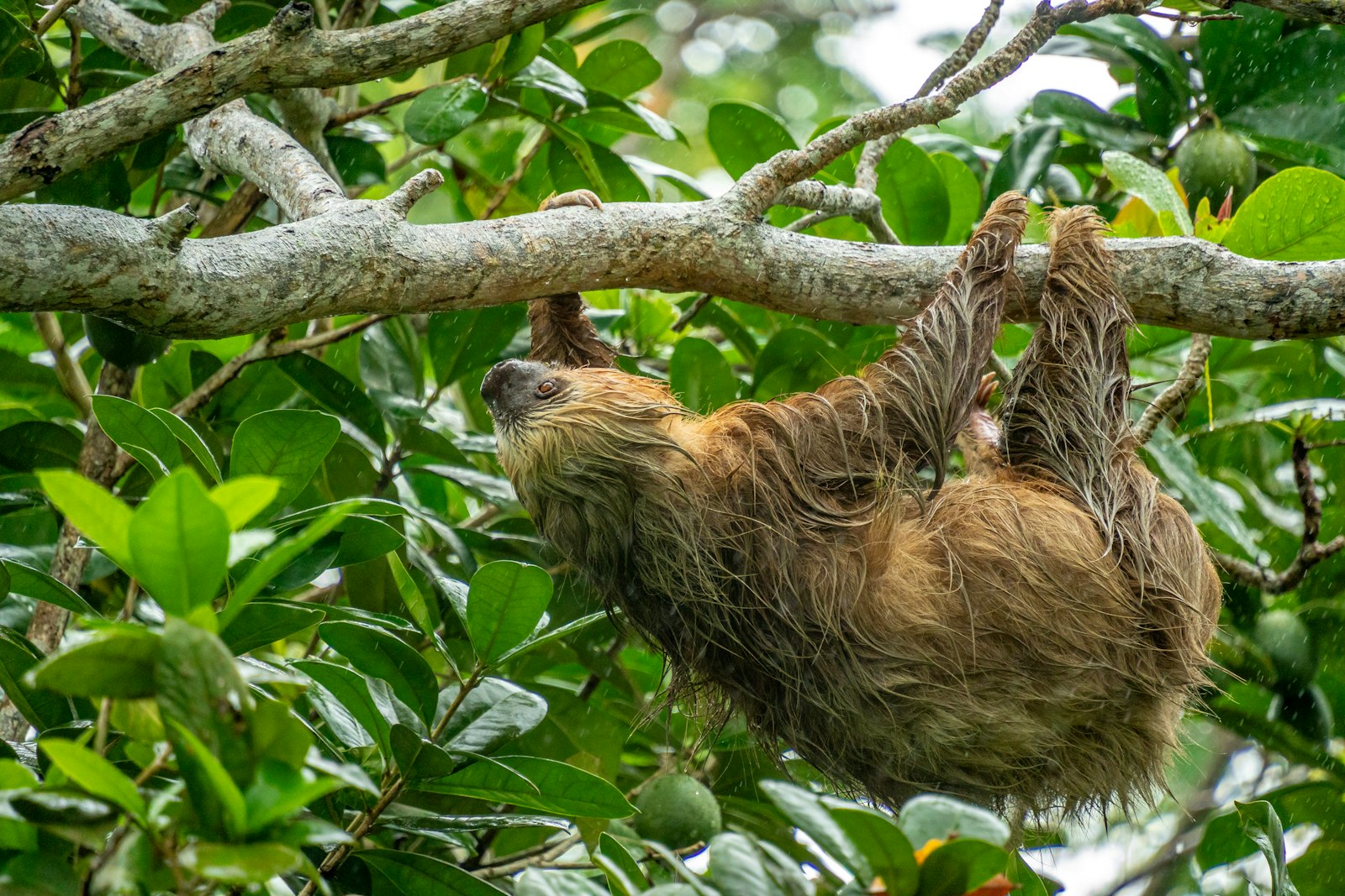 Perezoso en un árbol de Costa Rica